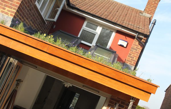 Lush green roof on an rear extension in Surrey. Can be combined with rooflights and oak fascias to be a crisp modern finish to the project. Modern extensive green roof extension